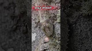 Mossy leaf tailed Gecko gecko mossyforest masttalkies [upl. by Assiled]