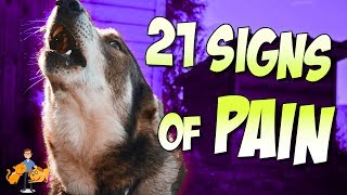 How To Tell If Your Dog Is In Pain 21 secret signs of pain in dogs [upl. by Devad842]