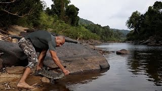 Crocodilo siamês repovoa o Camboja [upl. by Atel462]