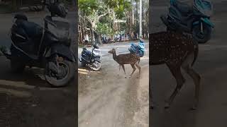 Walking after lunch shortsfeed spotteddeer deeriitmadras iitmadrascampus [upl. by Elehcar]