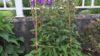 To Stake and Tie a Perennial Campanula quotSuperbaquot Clustered Bellflower June 26 [upl. by Isewk837]