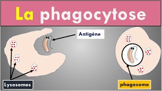 2 min pour comprendre La Phagocytose [upl. by Altaf]