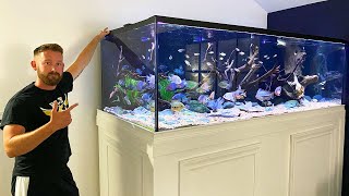 MASSIVE 600 GALLON CENTRAL AMERICAN CICHLID TANK [upl. by Sonia]