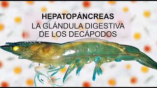 Hepatopáncreas de los decápodos  Histología de Animales Marinos  01 [upl. by Shira]