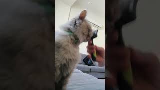 ❤️how to comb the lovely cat😻 [upl. by Llehsal]