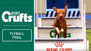 Flyball  Team Final  Crufts 2020 [upl. by Anawyt]