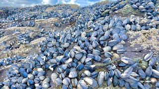 Coastal Foraging  Mussels Clams Crab and Lobster  Clean and Delicious Cookup Autumn 2022 [upl. by Raviv]