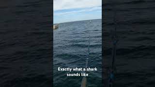 What does a shark sound like [upl. by Warms998]