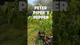 A Pepper for Peter Piper🌶🌶 [upl. by Lexa]