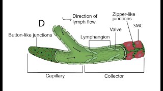 How inefficient Immune Cells Would be Without Lymph Transport  Pr Jimmy Moore PhD [upl. by Lunna]