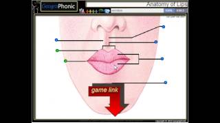 Anatomie der Lippen philtral Spalte dem Bogen des Amors Zinnober Philtrum [upl. by Satterlee]