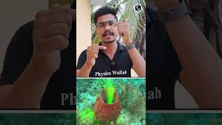 Kya Hain Phylum Porifera 🧽🧽 Shorts Biology Facts [upl. by Londoner]