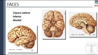 Anatomia Funcional do Telencéfalo [upl. by Aieken]