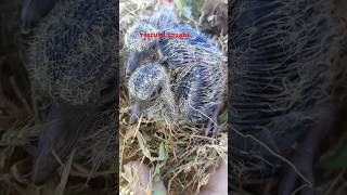 Rescued squabs 🐦 birds nature india shorts [upl. by Avehsile943]