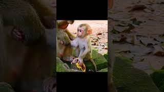 Accident monkey and need help monkey animals short Rainbow [upl. by Ennyletak]