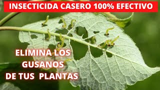 Como ELIMINAR los GUSANOS de las PLANTAS 🐛 INSECTICIDA CASERO  ELIMINAR PLAGAS de las PLANTAS [upl. by Enoed]