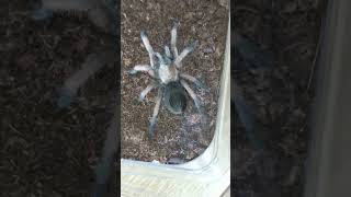 Juvenile Aphonopelma moderatum [upl. by Ecinahc]