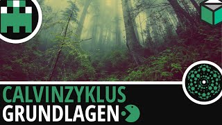 Calvinzyklus Grundlagen einfach erklärt│Biologie Lernvideo Learning Level Up [upl. by Tali]