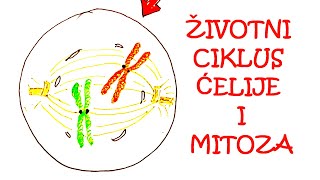 ŽIVOTNI CIKLUS ĆELIJE I MITOZA [upl. by Scevo431]