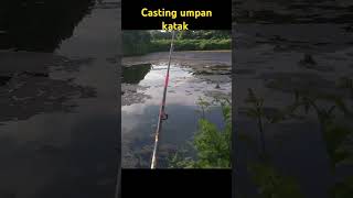 casting gabus umpan katak asli fishing [upl. by Katleen748]