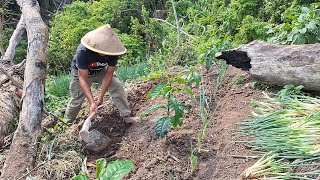 Tanpa Kimia Semilir Angin Membuat Ku Semangat Aku Tanam Bawang Lancang [upl. by Uchish628]