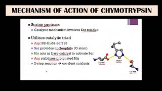 Chymotrypsin  Mechanism of action [upl. by Anilasor]