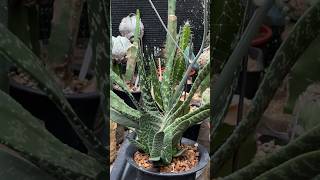 Gasteria Plant amp the Flowers [upl. by Ytsirk]