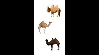 🐪 Types Of Camels 🐫  3 Species Of Camels  Learn Types Of Camels In English [upl. by Osner]