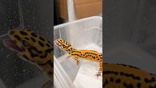 screaming leopard gecko 😢⚠️NOT MINE⚠️ leopardgecko gecko reptilereptiles screamingecko [upl. by Ahsen]