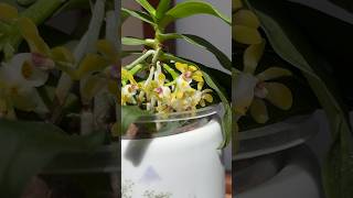 嬌俏可愛的迷你蘭花一黃松蘭 Gastrochilus japonicus￼ [upl. by Duile]