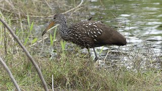 The Sole SURVIVOR of the Family The Unique LIMPKIN [upl. by Afira]