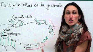 22 Sciences 9e Le cycle vital [upl. by Enajyram]