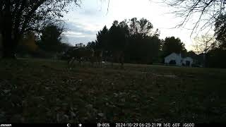 Such a beautiful group of deer together in the yard trail camera2 20241103 [upl. by Nirda]