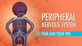 Peripheral Nervous System Crash Course Anatomy amp Physiology 12 [upl. by Thetos]