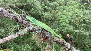 Green Arboreal Alligator Lizard Abronia graminea climbing [upl. by Notreve950]