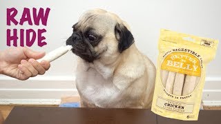 ASMR Dog Eats Raw Hide PugMukbang [upl. by Onafets]