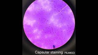 Bacillus capsular and spore staining [upl. by Barny]