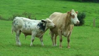 Belgian Blue amp Limousin AI Progeny [upl. by Agnimod]