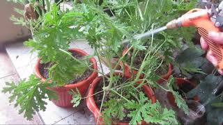 How to repot your plants [upl. by Nathan]