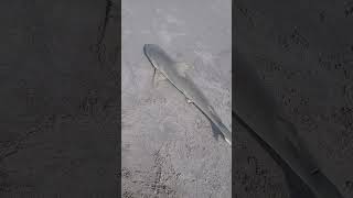 4 Blacknose shark landed at Cocoa Beach tight lines [upl. by Germana]