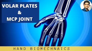 VOLAR PLATES amp METACARPOPHALANGEAL JOINT MCP Hand Biomechanics [upl. by Ssirk]