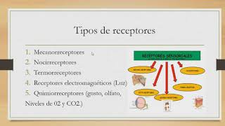 Tipos de Receptores Sensitivos y Conceptos Básicos de la Transmisión Nerviosa [upl. by Schwinn461]