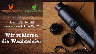 Wir schieren die Wachteleier  Schritt für Schritt zusammen brüten Teil 7 [upl. by Frerichs]