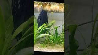 My pet fish  8  killifish petfish fish aquarium short [upl. by Eustache292]