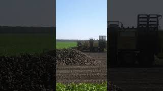 Ukraine’s Sweet Harvest Powered by Ropa Tiger 6 Efficiency [upl. by Rimidalb529]