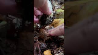 Schopftintling 🍴 Coprinus Comatus pilze fungi funghi mushroom natur wald outdoor [upl. by Paehpos]