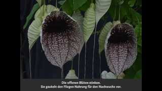 Aristolochia grandiflora [upl. by Cassy899]