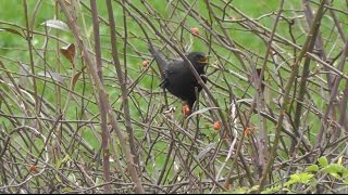 Amsel Turdus merula  Common blackbird [upl. by Sidonia811]