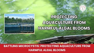 Controlling Microcystis in Fish Ponds with KN Aqua Probiotics  KN Biosciences [upl. by Loralie]