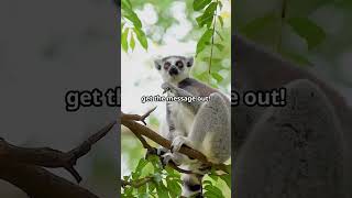 Did You Know RingTailed Lemurs Talk with Their Scent [upl. by Ocinemod]